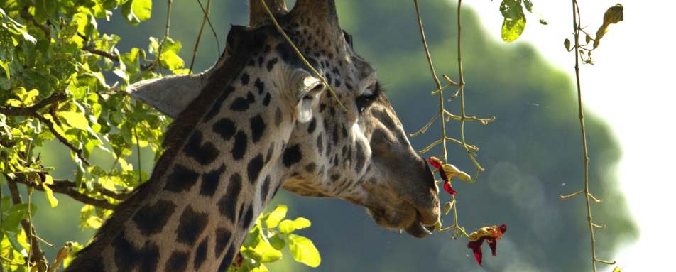 Giraffe - Best of Zambia
