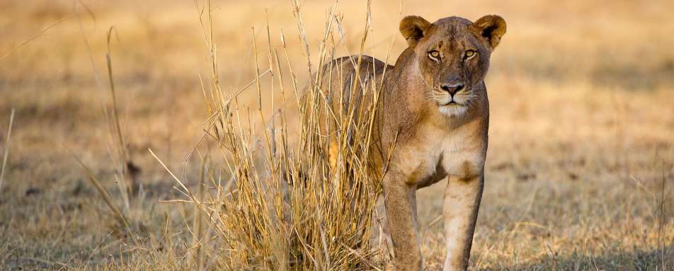 Lion - Best of Zambia