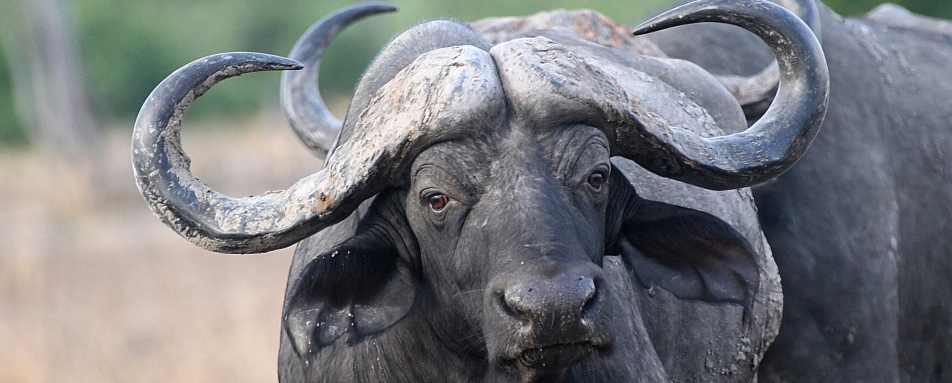 Buffalo - Best of Zambia