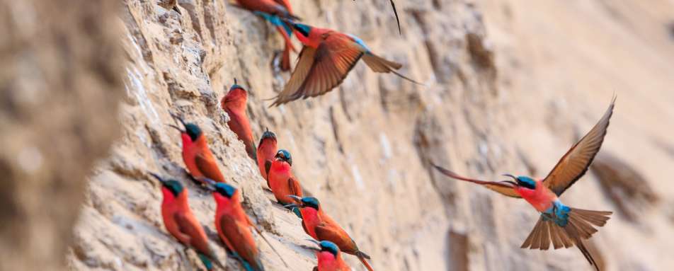 Southern Carmine Bee-eaters - Best of Zambia