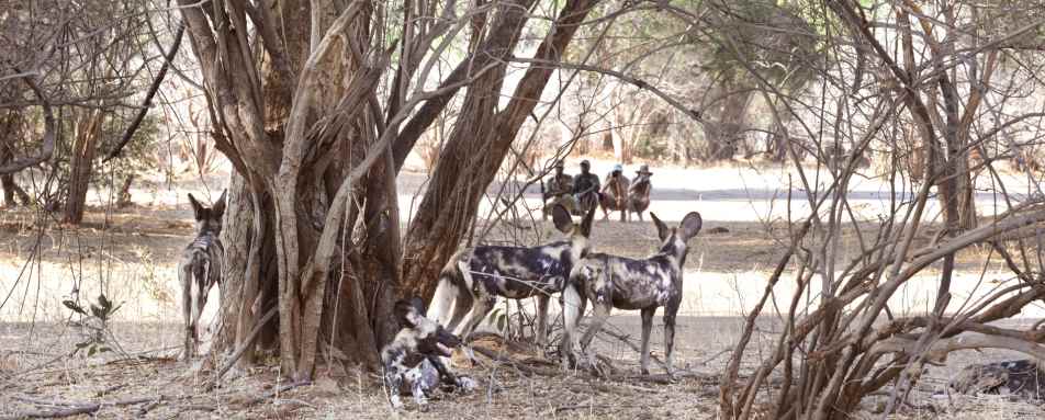 Wild dog and walking safari - Best of Zambia
