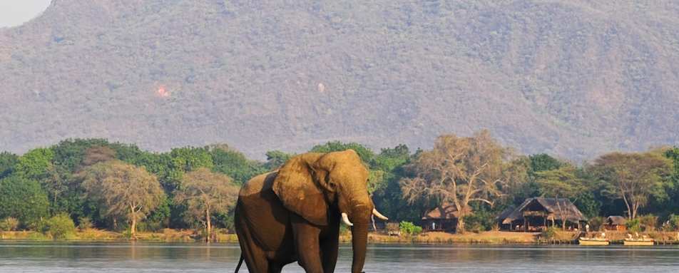 Elephant crossing river - Best of Zambia