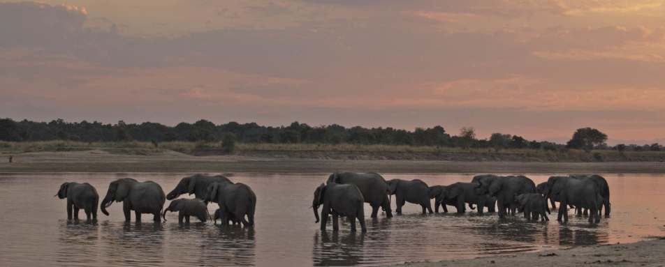 Elephants - Exploring Southern Luangwa