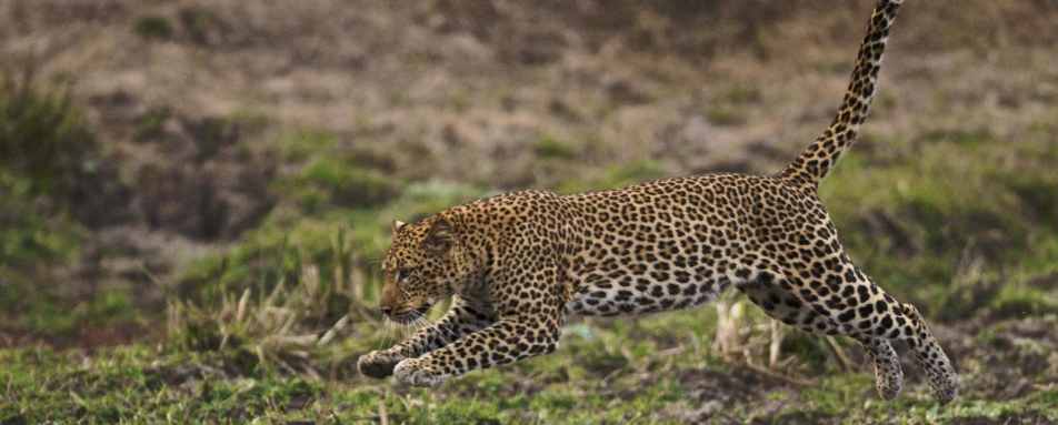 Cheetah Mfuwe Lodge - Exploring Southern Luangwa
