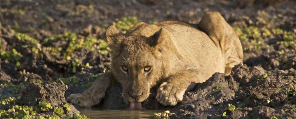 Lioness - Exploring Southern Luangwa