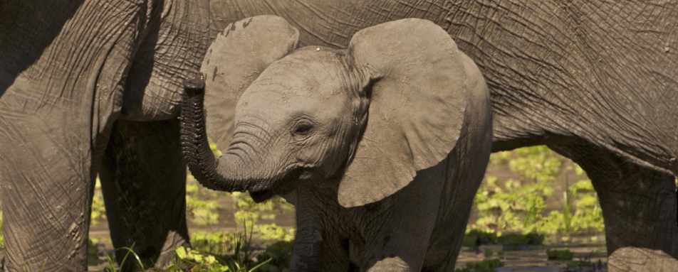 Baby Elephant - Exploring Southern Luangwa