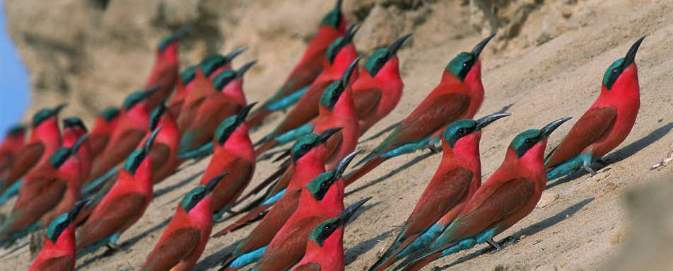 Kuyenda Birds - Exploring Southern Luangwa