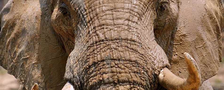 Elephant - Exploring Southern Luangwa