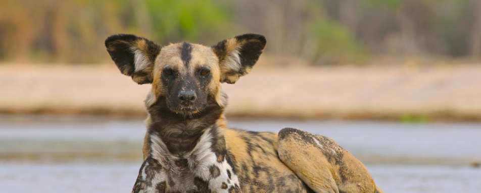 Wild dog - Exploring Southern Luangwa
