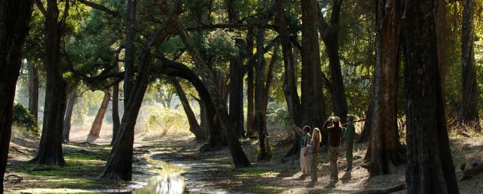 Walk in the Ebony Glade - Ultimate Zambia and Malawi