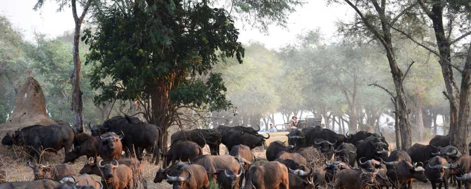 Game drive with buffalo