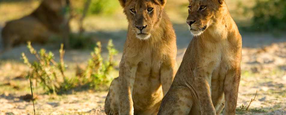 Cubs - Zambia Mobile Walking Safari