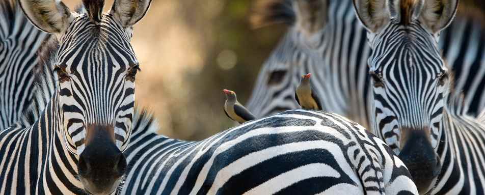 Zebra - Zambia Mobile Walking Safari