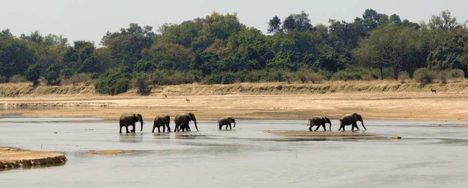 Elephant crossing - Zambia Mobile Walking Safari