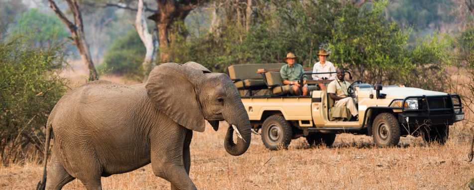 Game drive with elephant - Walk Zambia