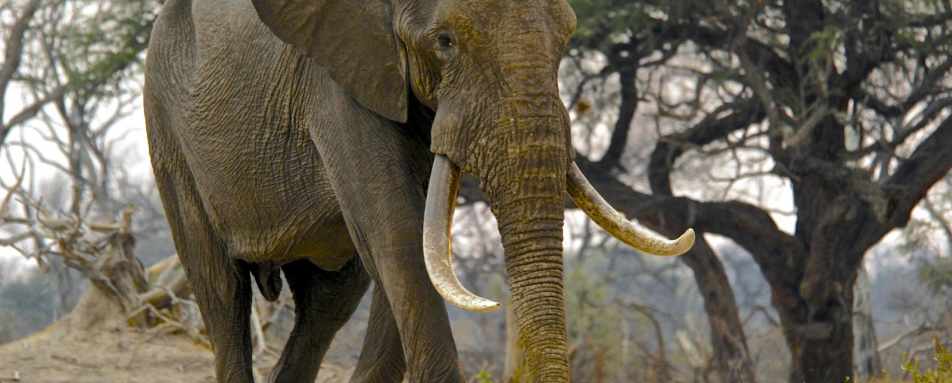 Big Hwange Bull - Bomani Tented Lodge 