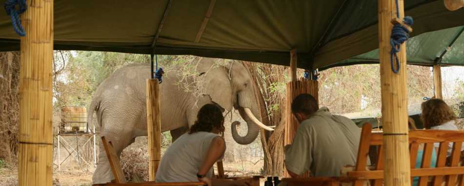 Elephant in camp - Goliath Safari Camp