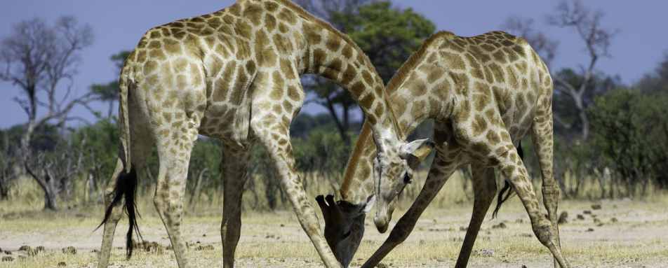 A Pair of Giraffes - Little Makalolo Camp