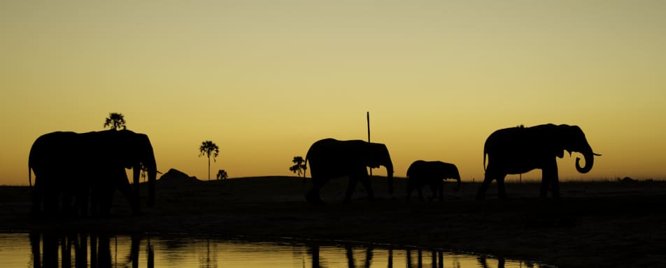 Elephants - Little Makalolo Camp