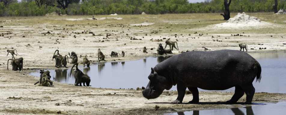 Thirsty Monkeys and a Hippo - Little Makalolo Camp