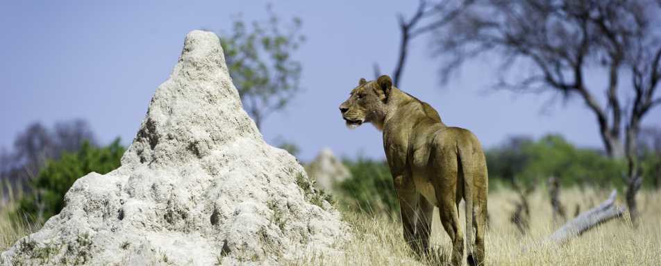 Lion - Little Makalolo Camp