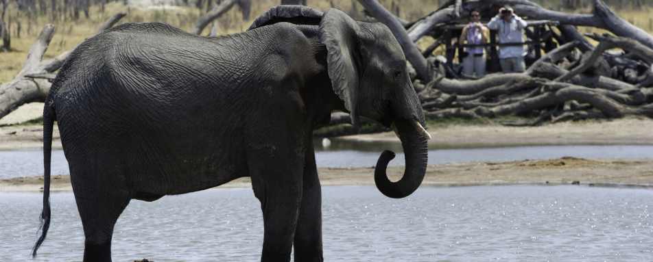 Elephant watching - Little Makalolo Camp