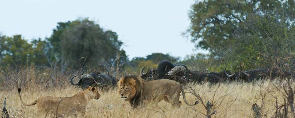 Lions - Little Makalolo Camp