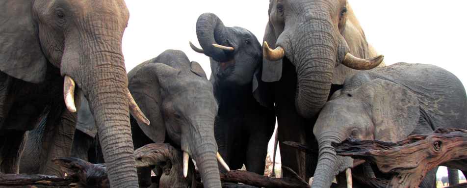 Nehimba - Elephants drinking from the pool