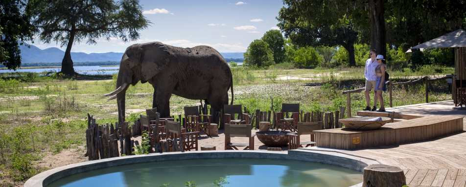 Elephant in front of camp 