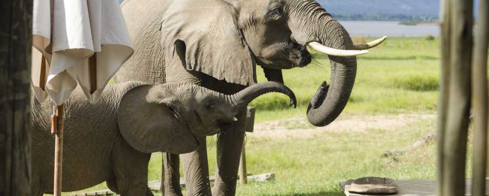 Elephant drinking from the pool - Rukomechi Camp