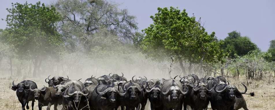 Buffalo - Rukomechi Camp