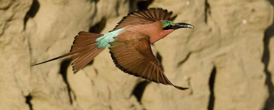 Carmine Bee-eater - Rukomechi Camp