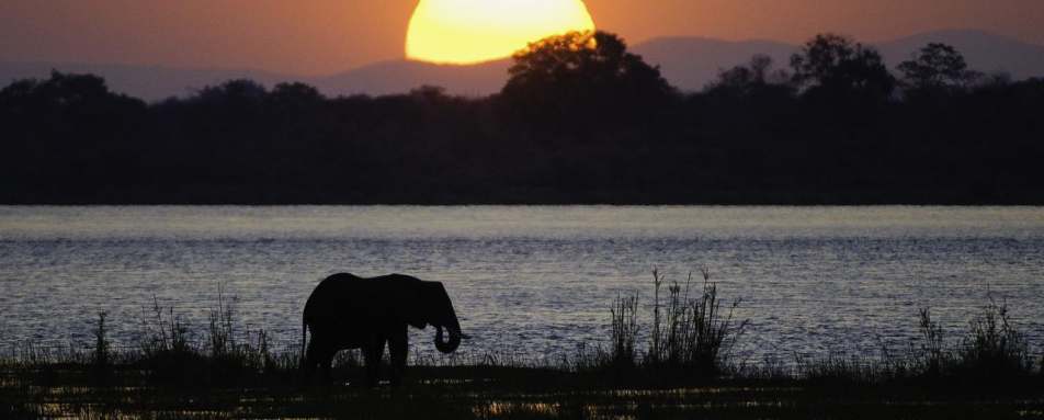 Elephant at sunset - Rukomechi Camp
