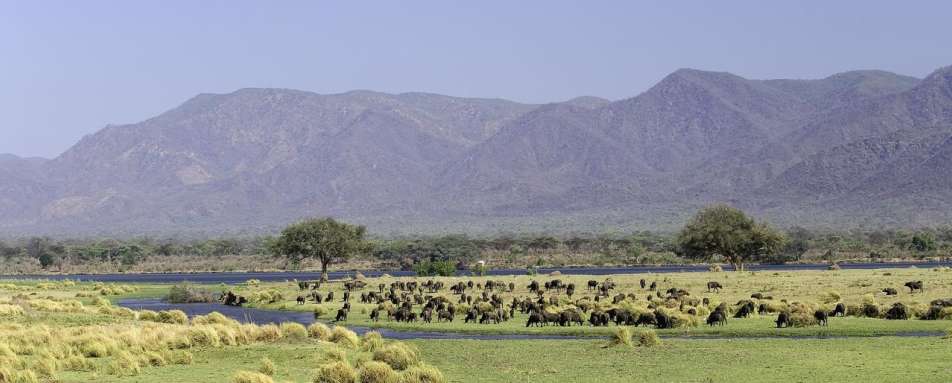 Buffalo on the flood plain - Rukomechi Camp