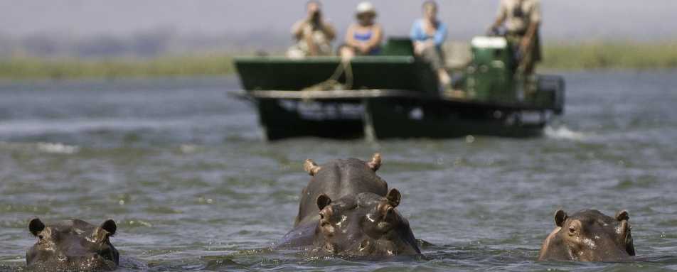 Hippo in the Zambaezi - Rukomechi Camp