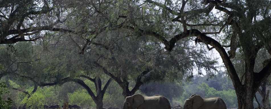 Elephant family - Rukomechi Camp