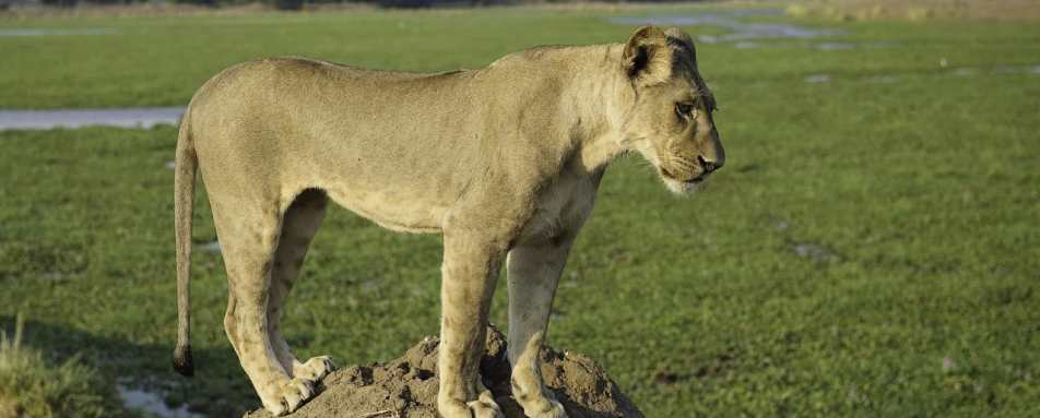 Lioness - Rukomechi Camp