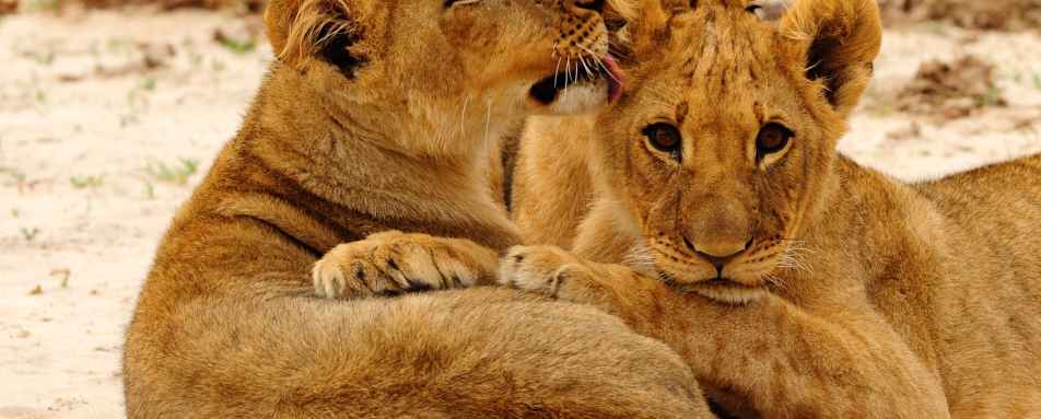 Lion Cubs