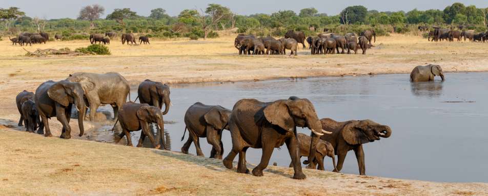 Elephants in Hwange