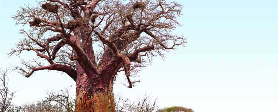 Baobab tree near Singita Pamushana - Family Holiday Off the Beaten Track in Zimbabwe