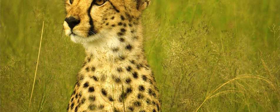 Hwange cheetah - Zimbabwe and Mozambique