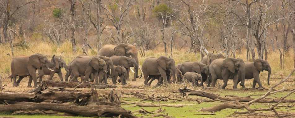 Hwange elephants - Zimbabwe and Mozambique