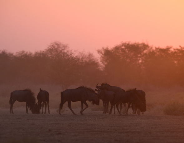 Safarihoek Lodge
