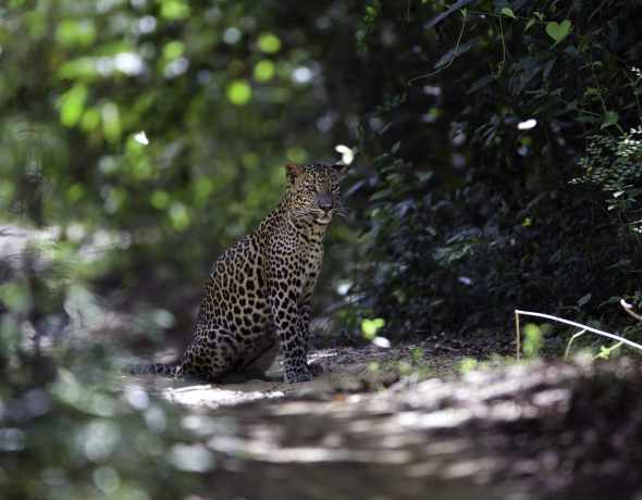 Leopard Trails - Wilpattu National Park