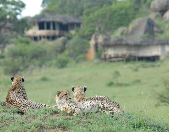 Lamai Serengeti
