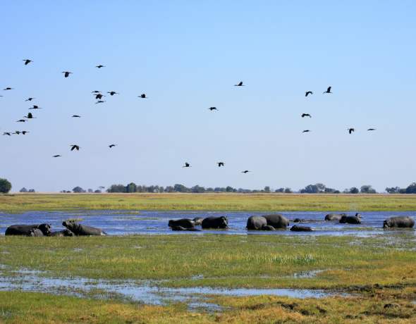 Shumba Camp