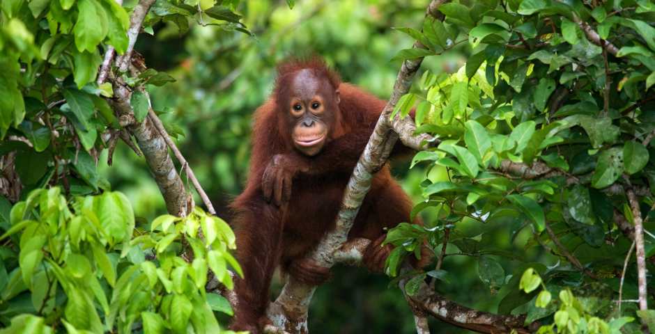 Wildlife Holidays