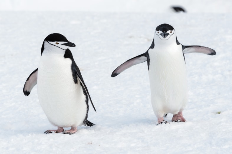 Chin Strap Penguins 