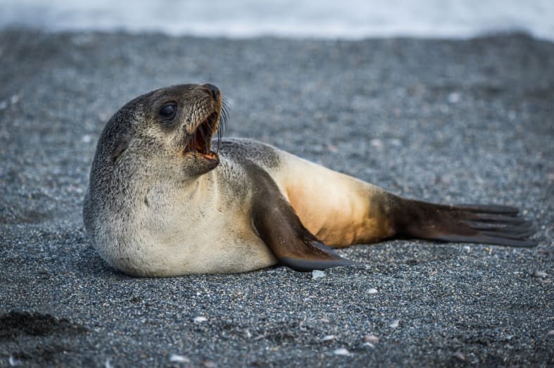 Antarctic Fur Seal 