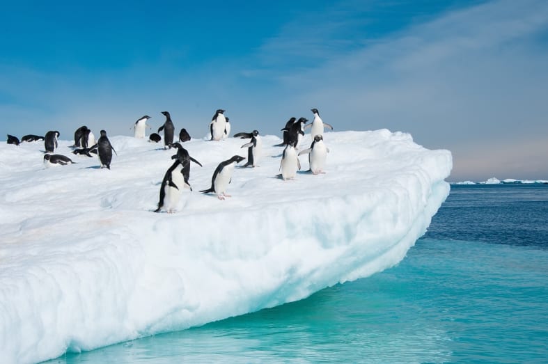 Penguins 
